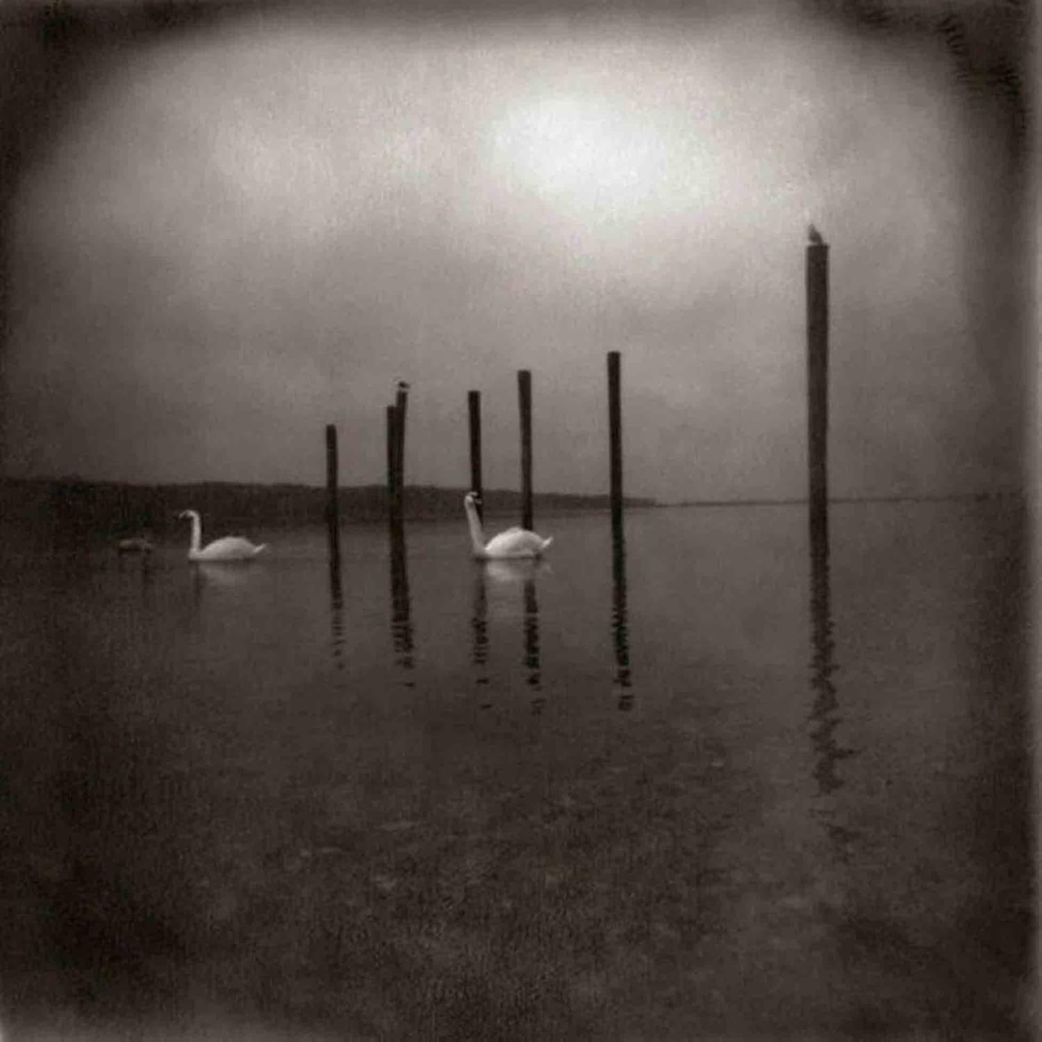 OM - Conference of the Birds